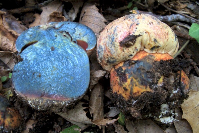 conferma per Boletus rhodoporpureus